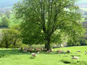 Oxney Farm sheep