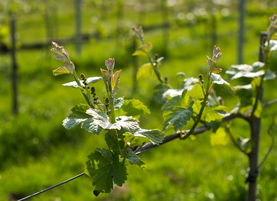 Budburst