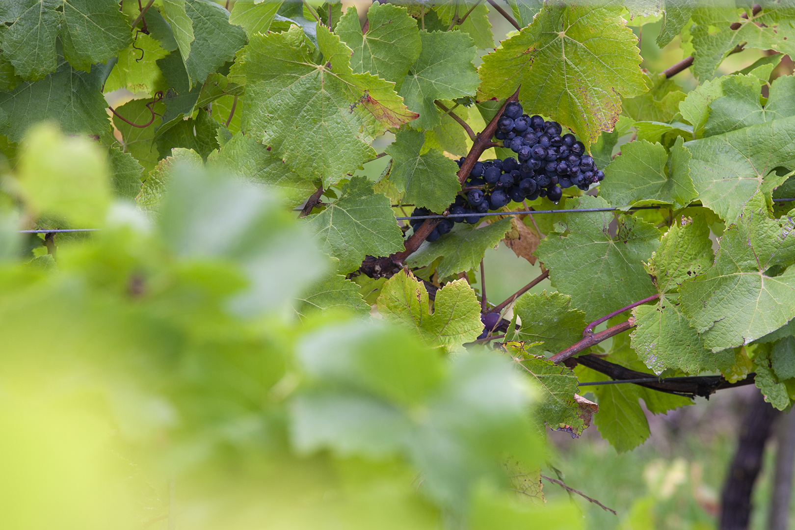 Oxney Organic English wine harvest