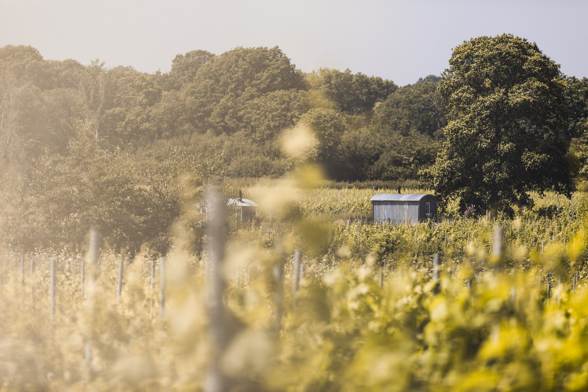 Oxney Organic Estate English vineyard