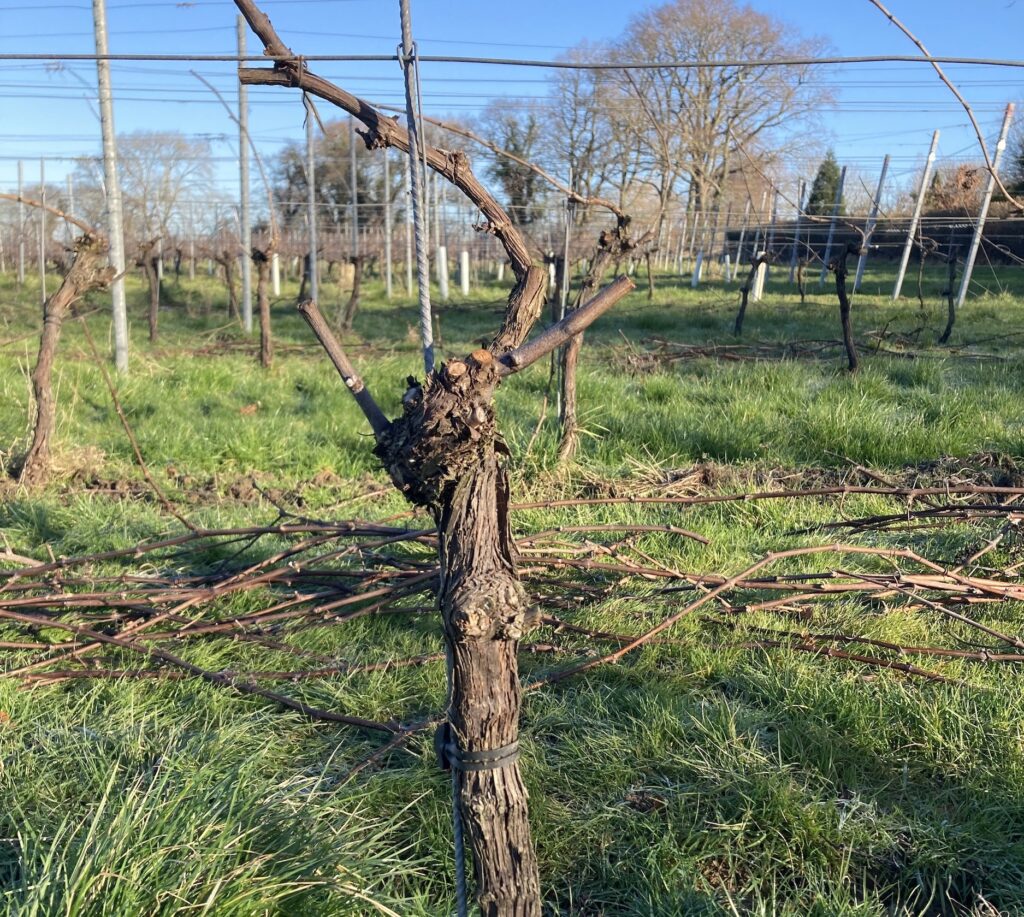 Oxney Organic English vineyard precision pruning Simonit & Sirch