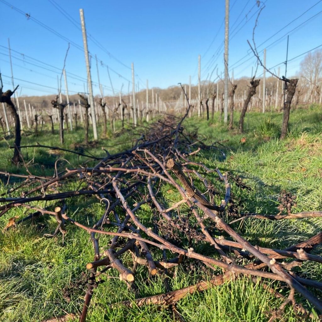 Oxney Organic English vineyard prunings mulching to woodchip