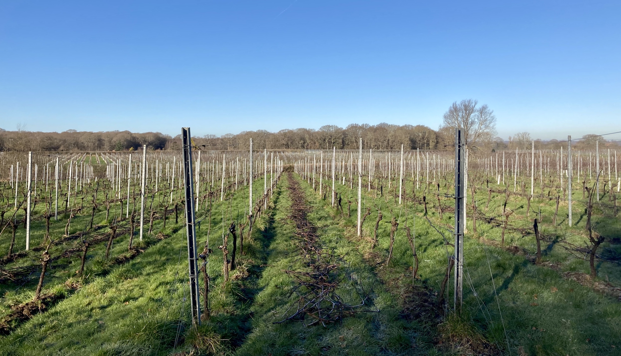 Oxney Organic English vineyard with prunings for woodchip