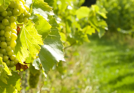 Vineyard and Winery Tour & Tasting