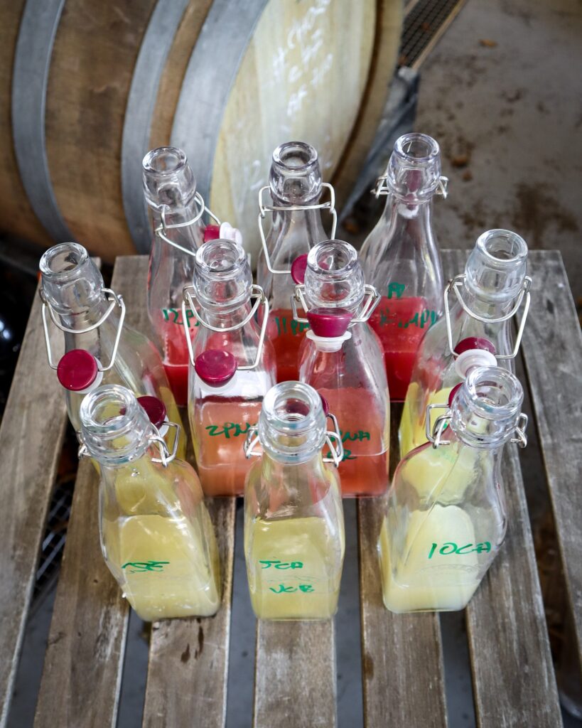 Oxney Organic Estate sparkling wine blending samples