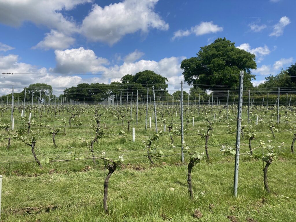 oxney organic estate english vineyard 2022