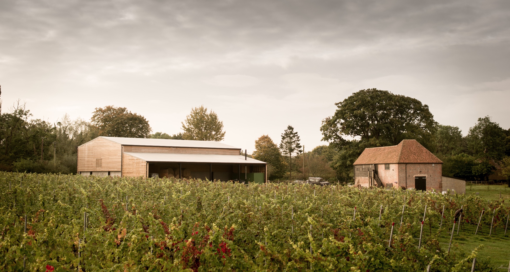 In the vineyard: The Oxney terroir