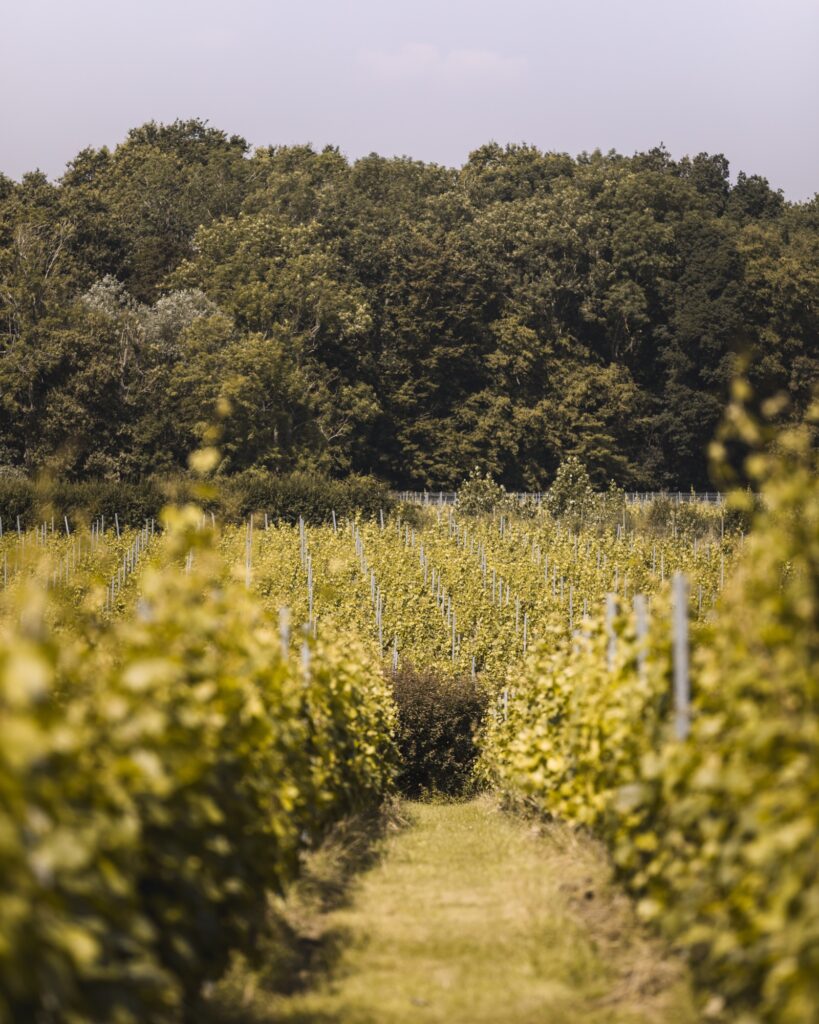 Oxney organic English vineyard terroir