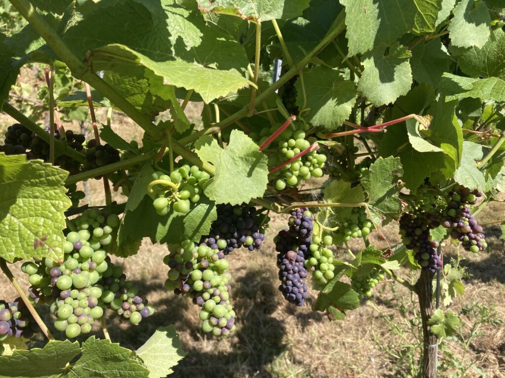 oxney organic english wine canopy management veraison