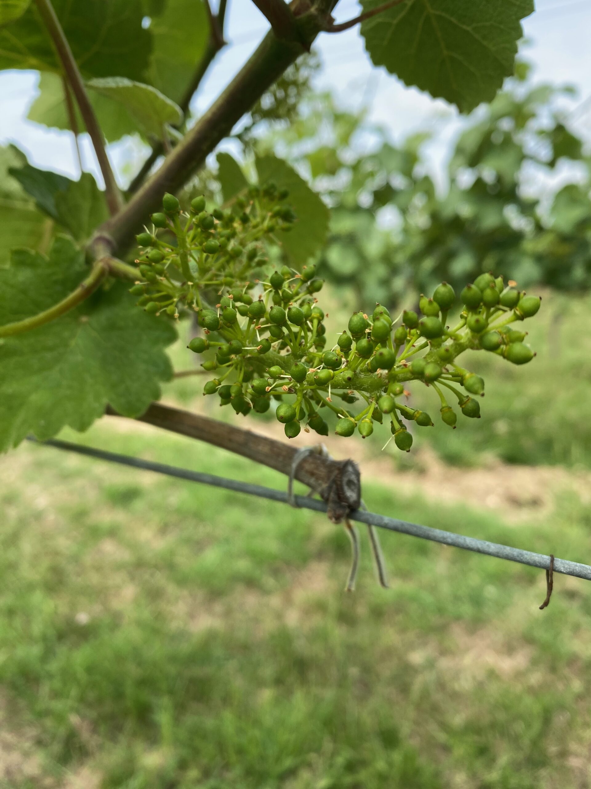 Summer in the vines