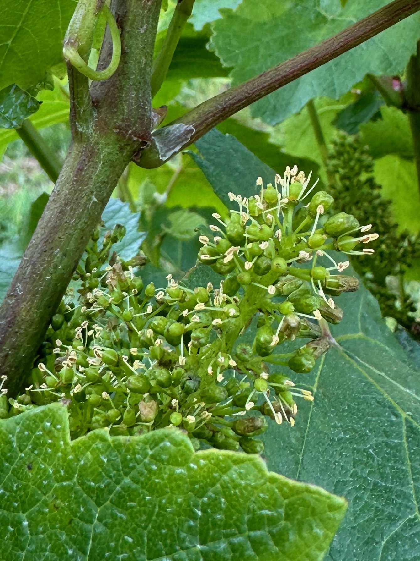 Oxney Vineyard in Flower