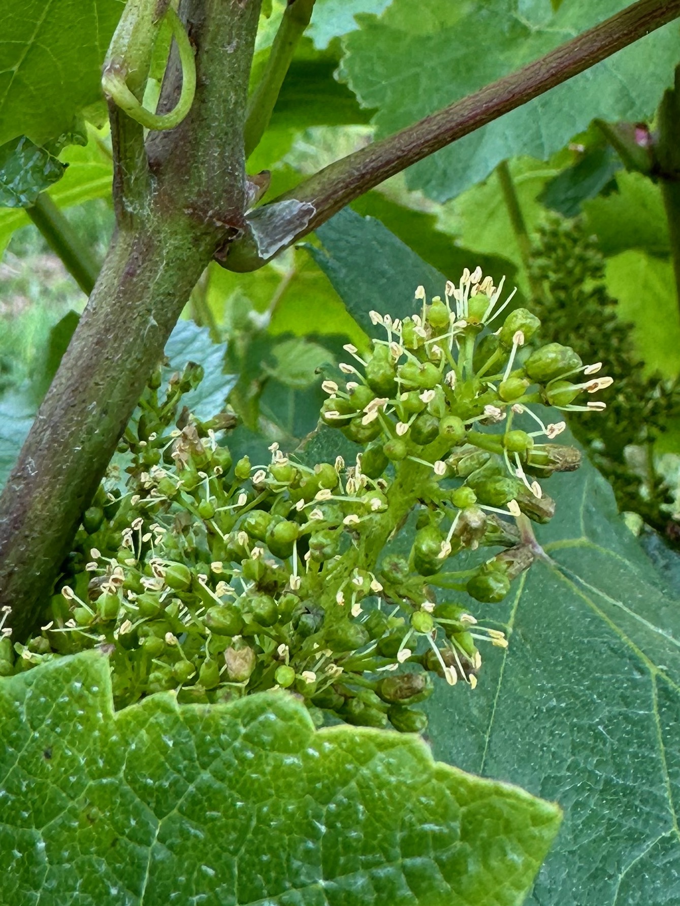 Oxney Vineyard in Flower